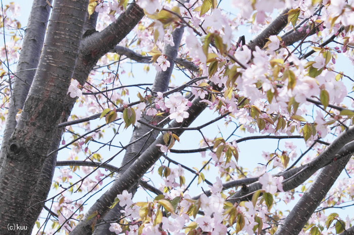 公園の桜８