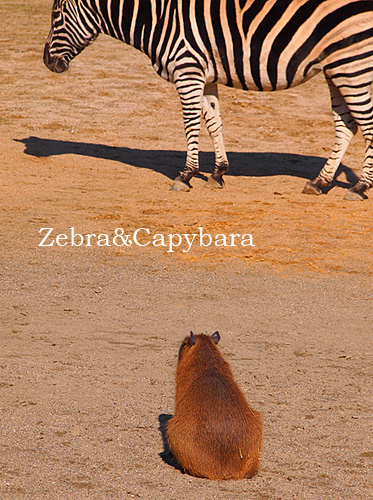 zebracapybara.jpg