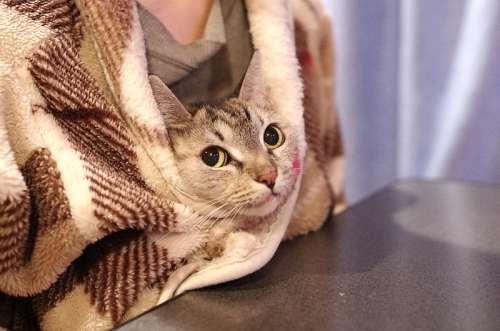 猫。こたつ。着る毛布。01