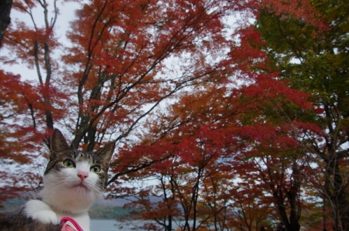 山中湖の紅葉はちょうど見ごろ～♪08