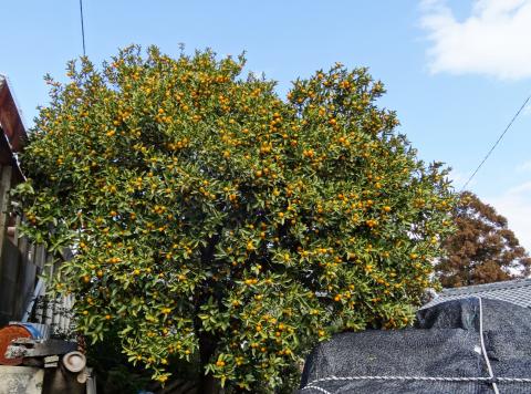 大きな金柑の木
