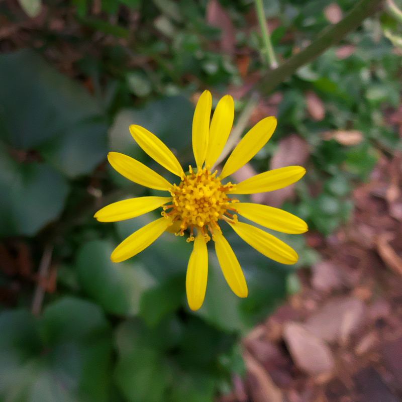 菊のような黄色い花