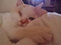 猫　ネコ　ねこ　白内障　ネコの白内障　猫のブログ