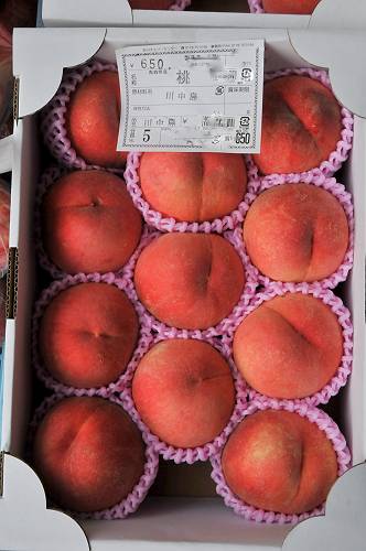 nambu town, kawanakajima peach, nagawa cherry center, 240909 1-11-p-s