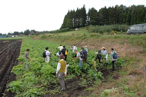 hiking from station in gonohe-town, harvesting experience of japanese radish, 241007 3-40-s