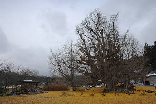 giant ginkgo tree, sichinohe town, 241123 1-10-s