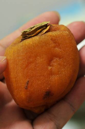 dried persimmon of ampo kaki in fukushima, 260111 2-4_s