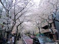 桜丘町 さくら通り の桜