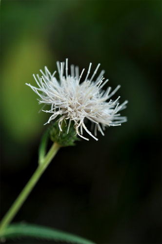 ノハラアザミ(白花)