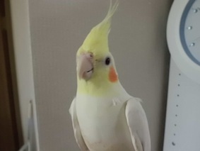 あずき君