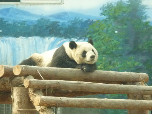 北京出張と一日観光(7)北京動物園でパンダまみれnw('2011','09','10','18')