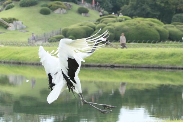 後楽園　タンチョウ放鳥