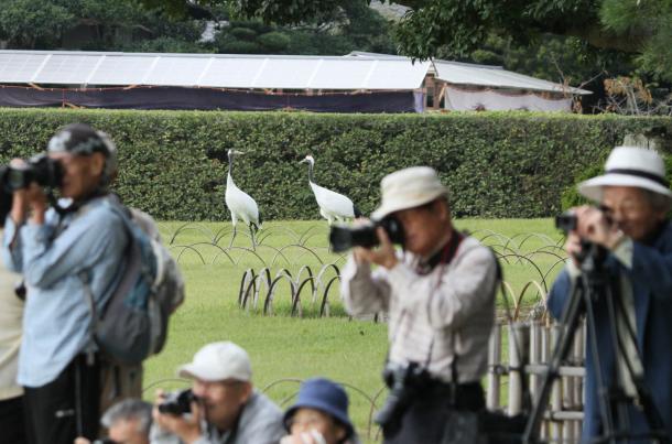 後楽園　タンチョウ園内散策