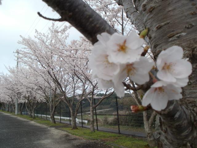 桜２